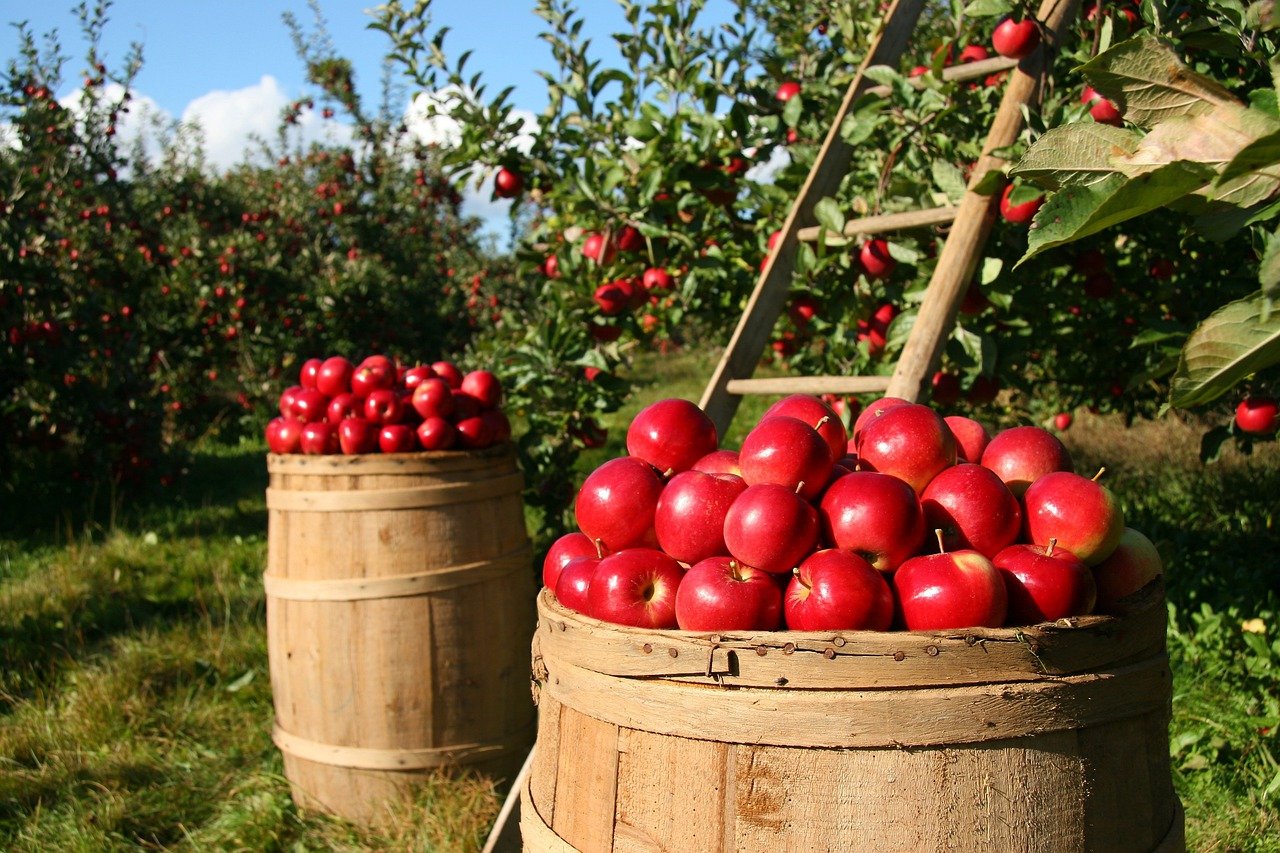 Best Hotel for Apple Picking in Nashville, TN