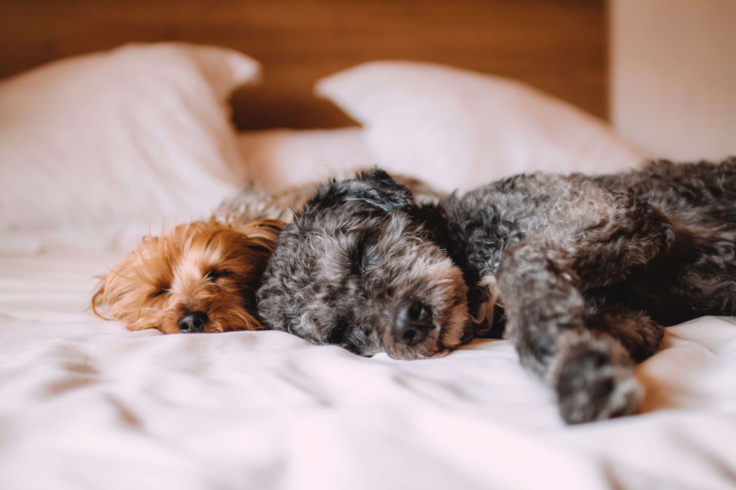 Pet-Friendly Hotels in Nashville, TN